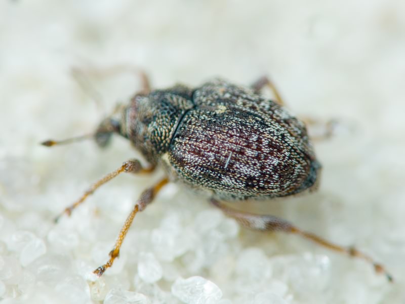 Rhinoncus bruchoides (Herbst, 1784)